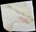 Fossil Pea Crab (Pinnixa) From California - Miocene #63736-1
